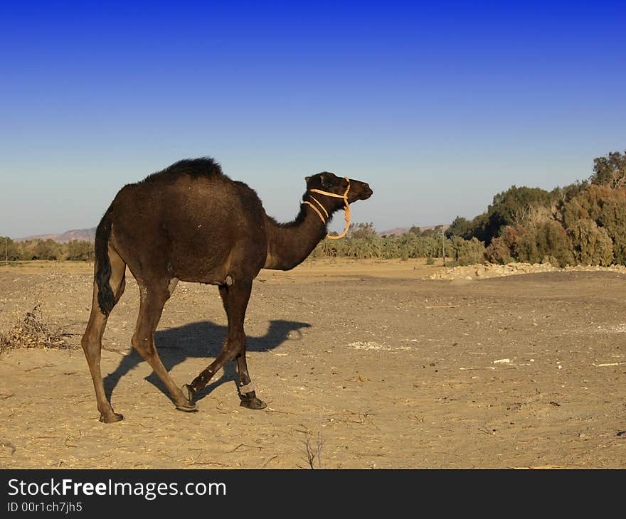 Egyptian camel in Baharya Oasis camel farm