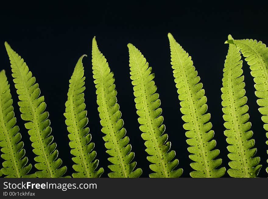 Green fern on black background