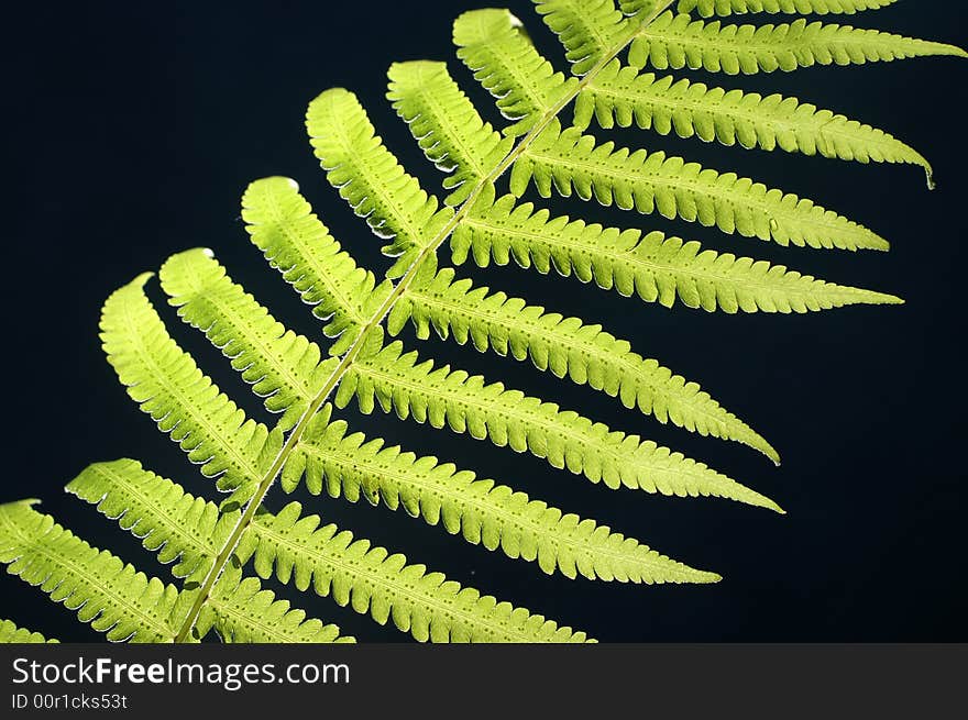 Green fern on black background