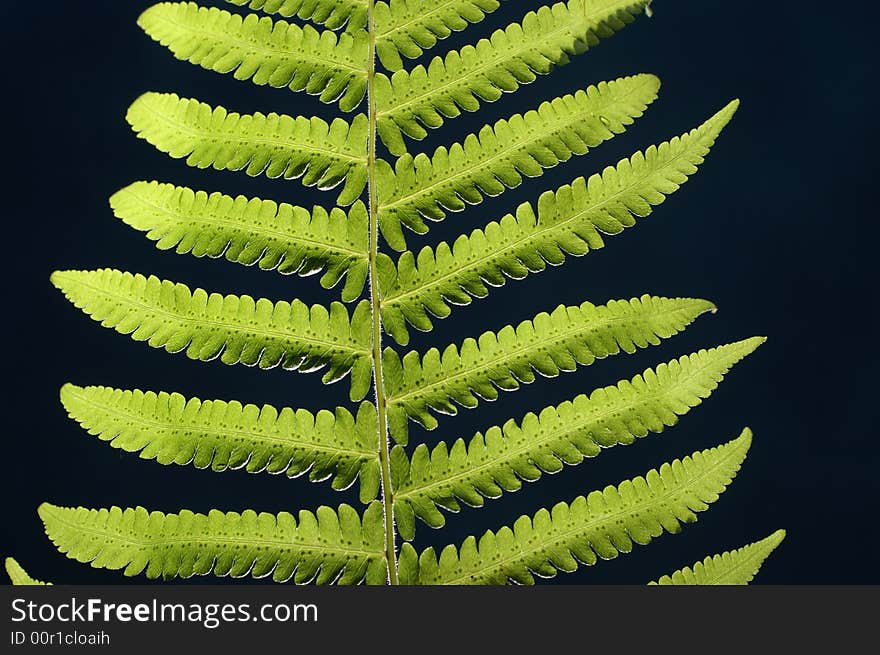 Green fern on black background