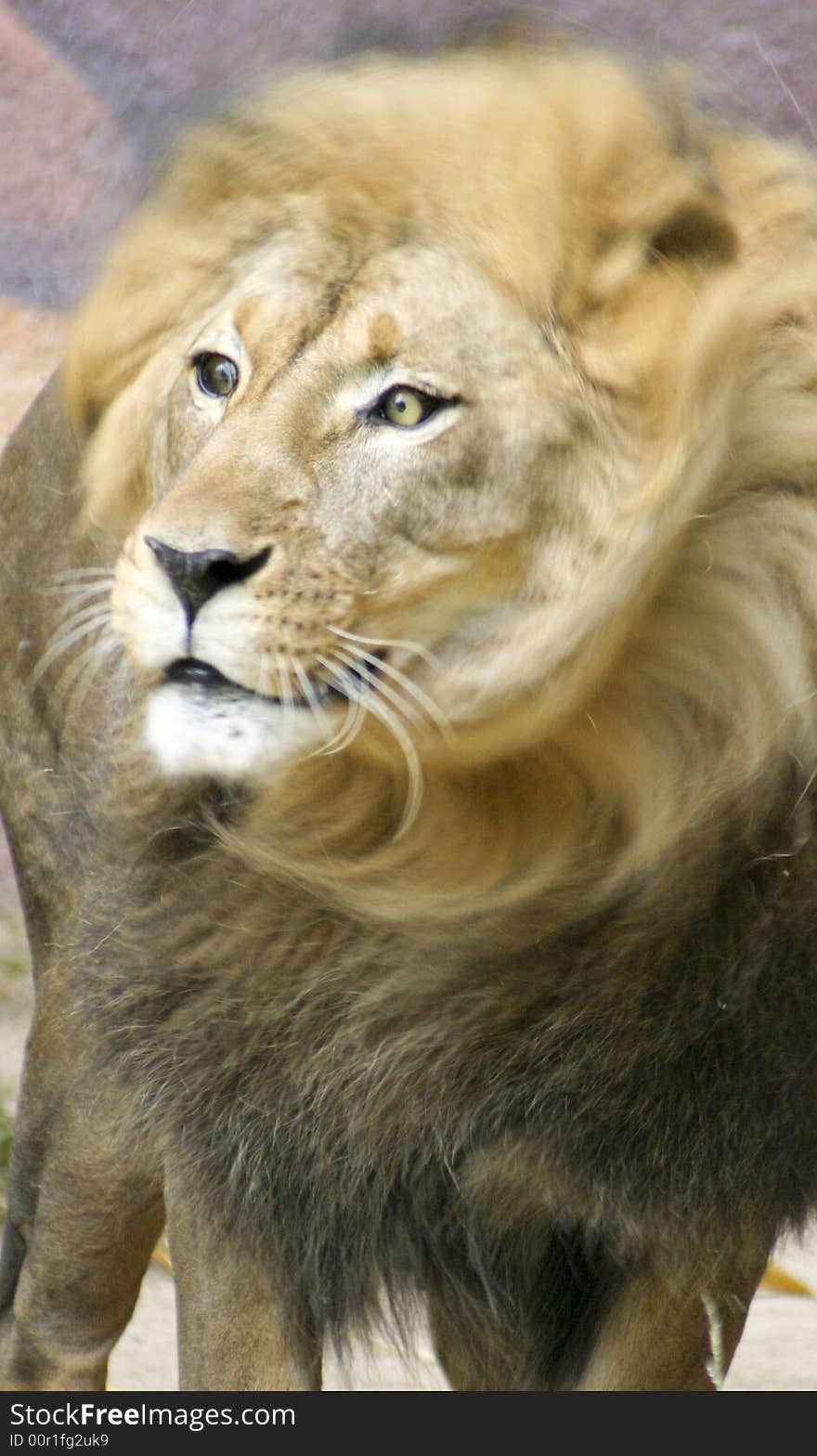 Close up photo of a lion just as he turns his head. Close up photo of a lion just as he turns his head.