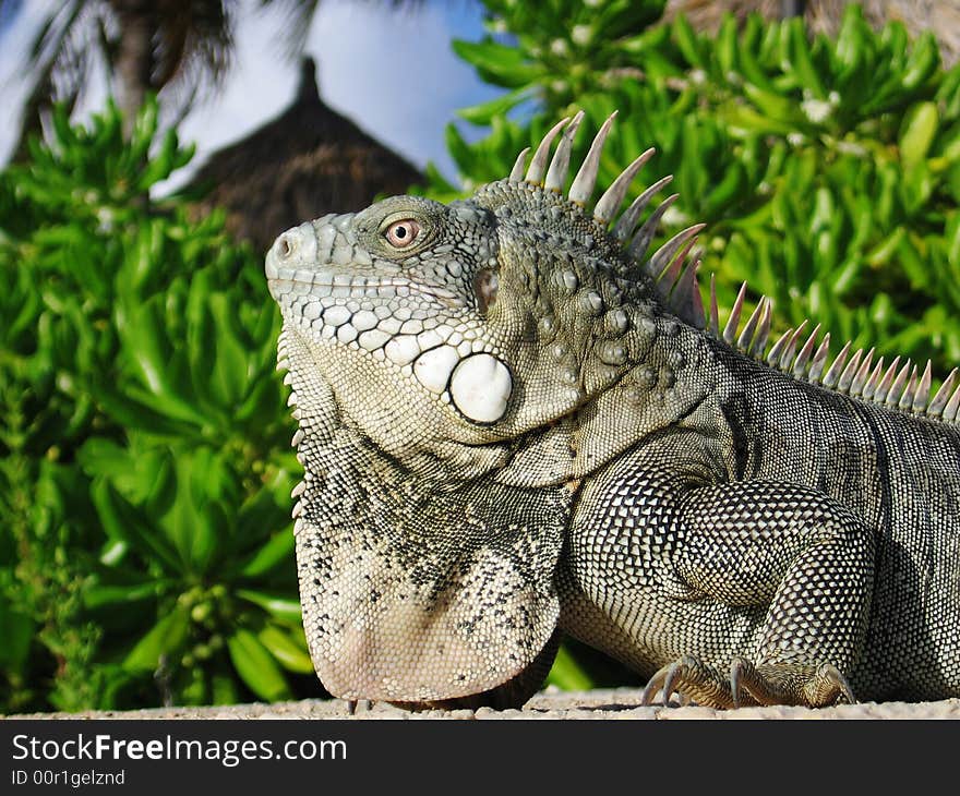 Iguana Close-up