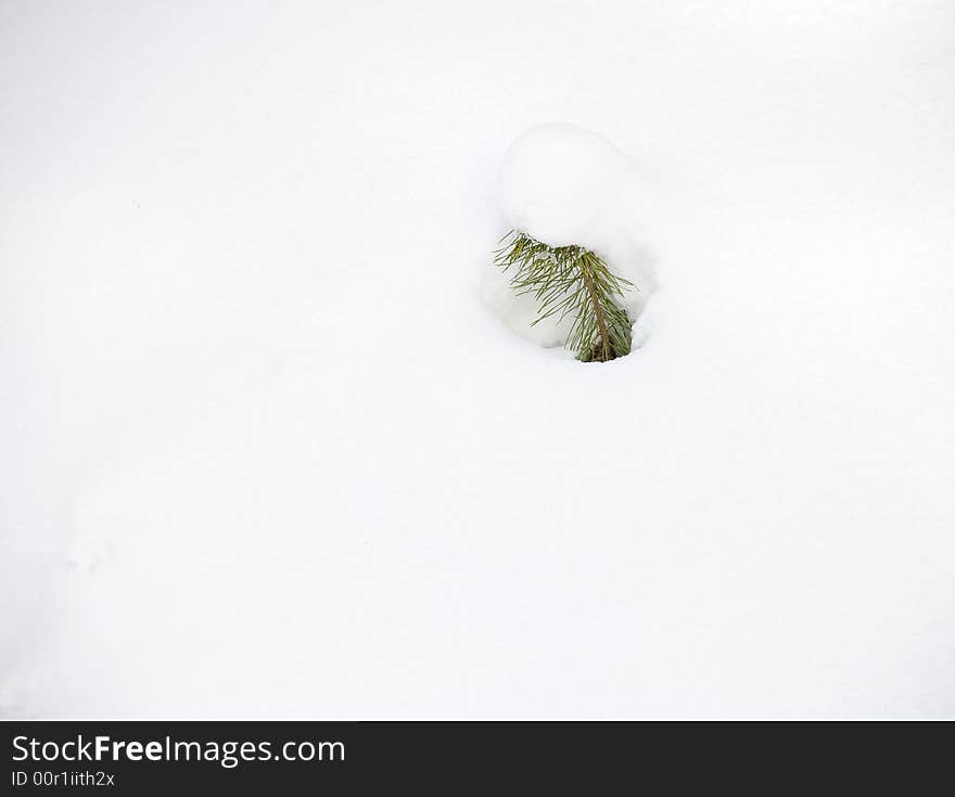 Small fir almost fully in snow.