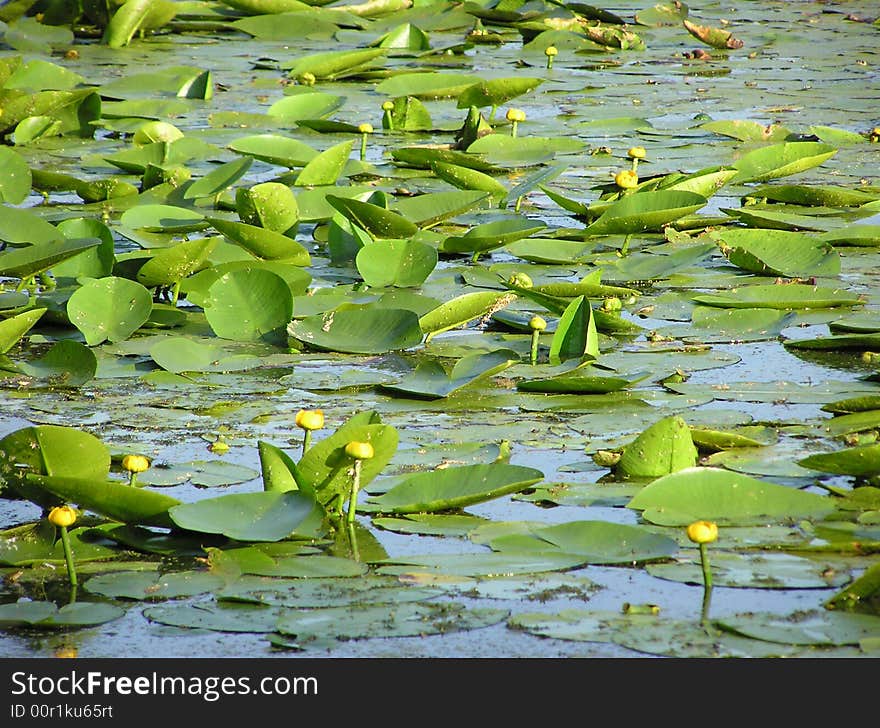 Blooming water lilies on a swamp