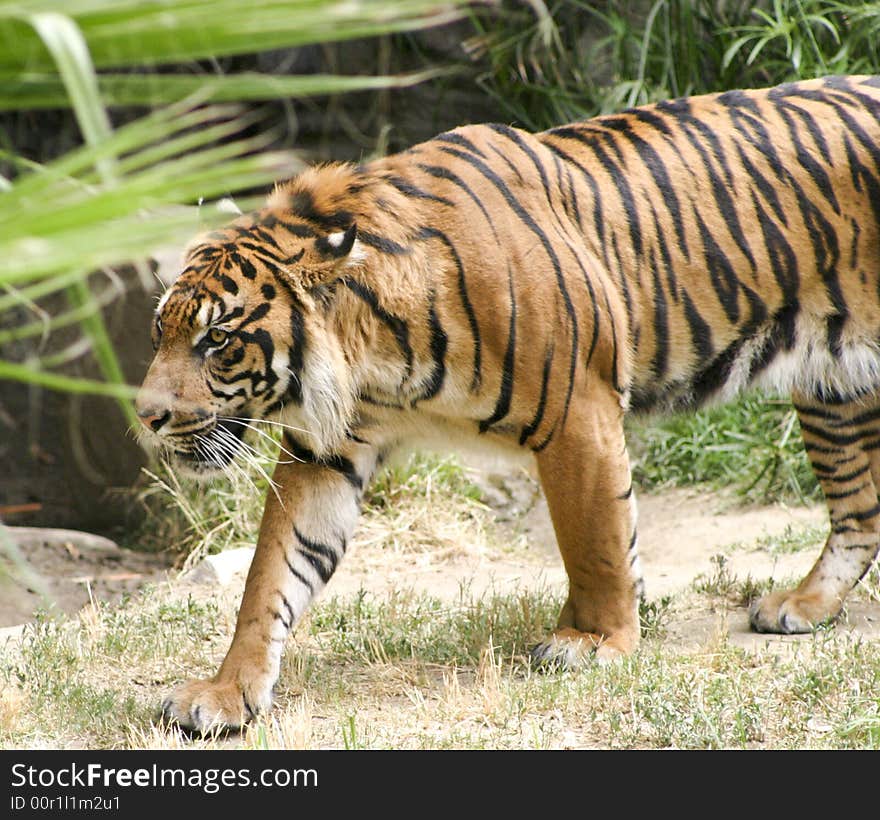 Photo of a tiger walking. Photo of a tiger walking.