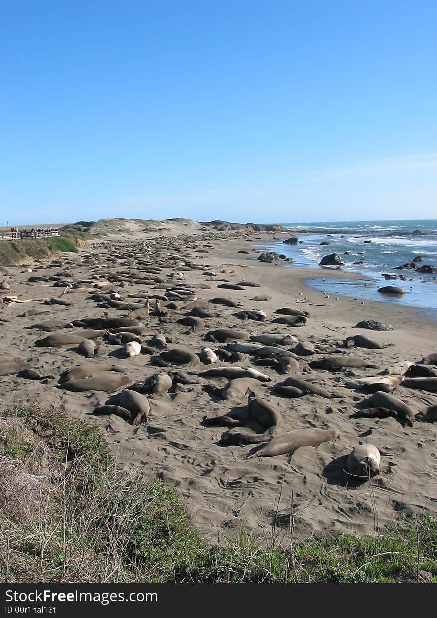 Elephant Seals With Sky