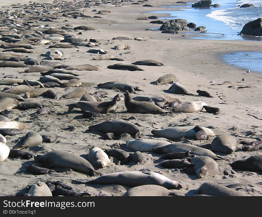 Elephant Seals