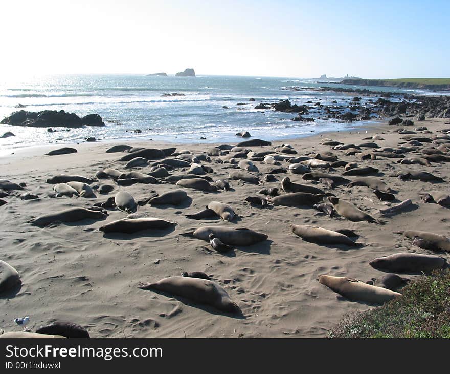 Elephant Seals