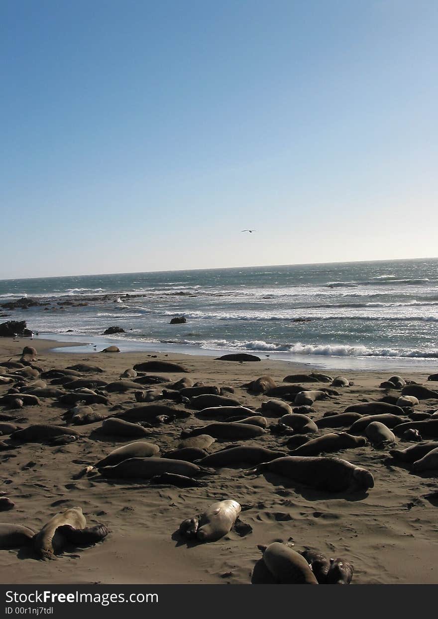 Elephant Seals