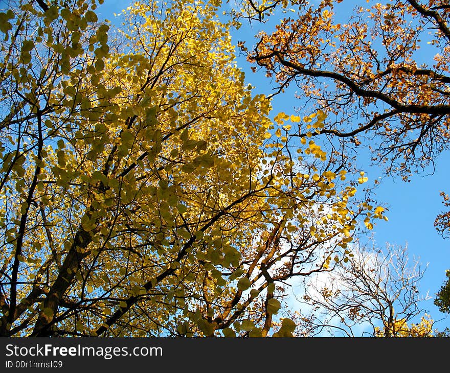 Autumn sky through the trees