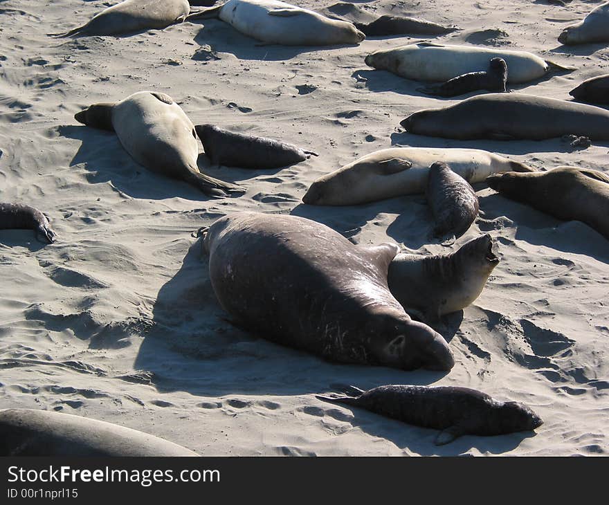 Elephant Seals