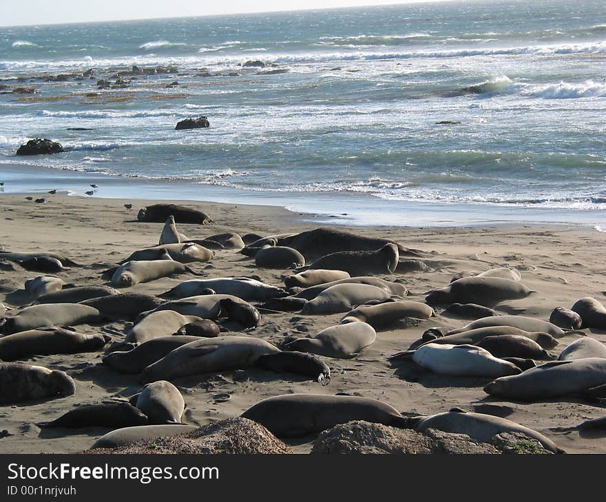 Elephant Seals