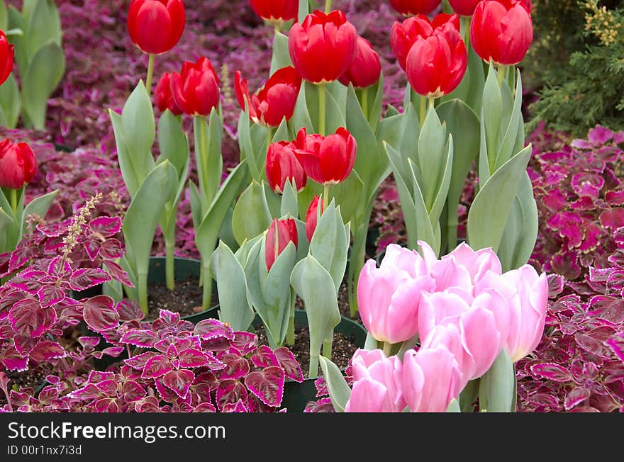 Bright red tulips