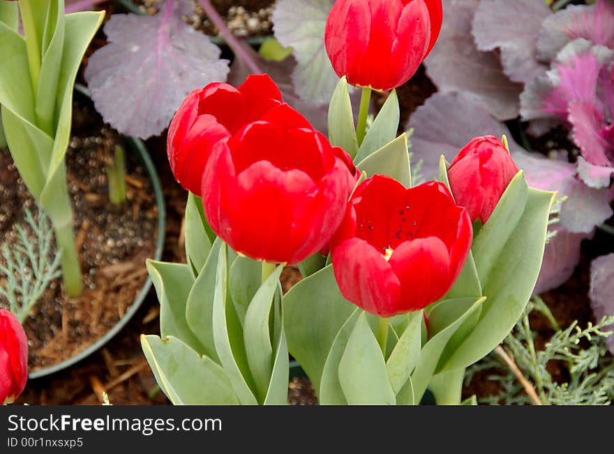 Bright red tulips