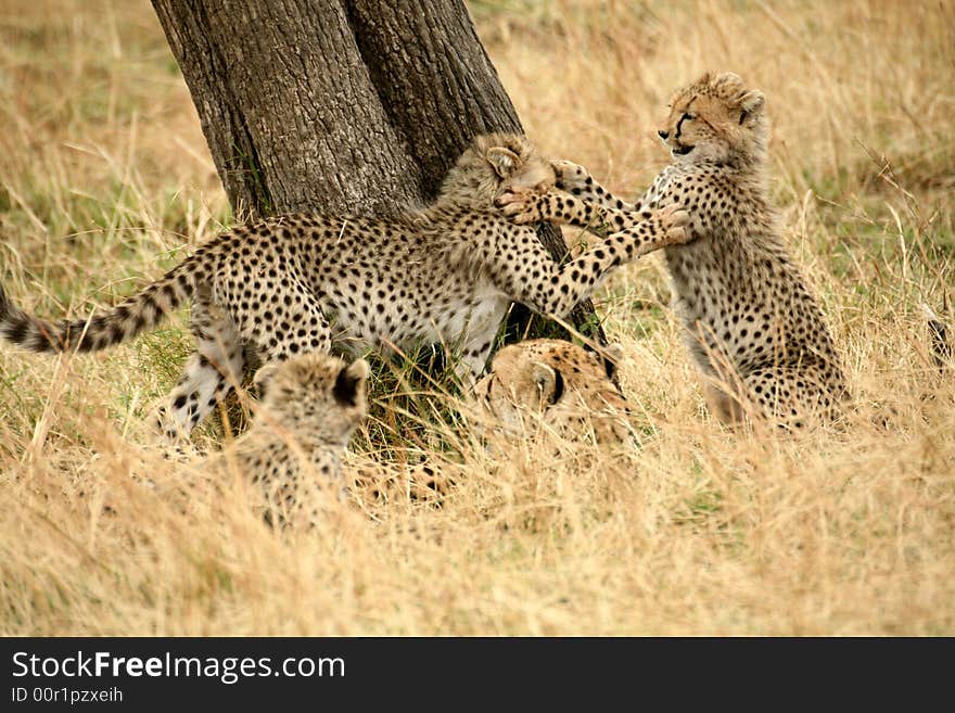 Cheetah cubs at play in the grass after a kill in the Masai Mara Reserve in Kenya