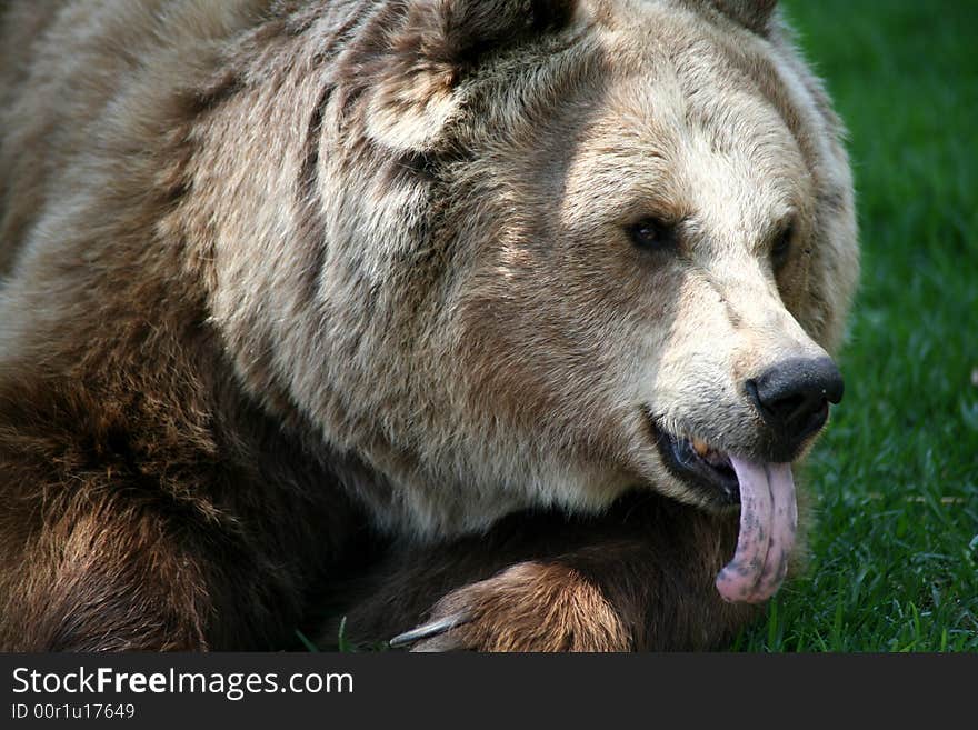 Brown Bear With Tongue Out