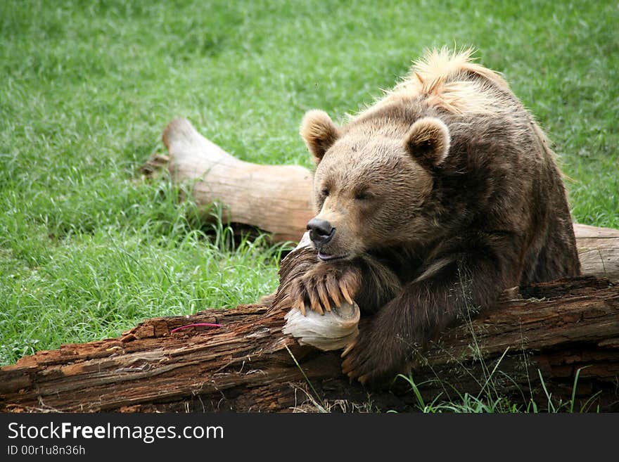 Brown Bear Resting