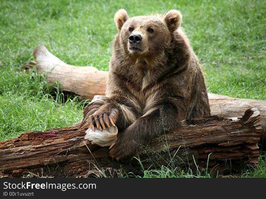 Brown Bear