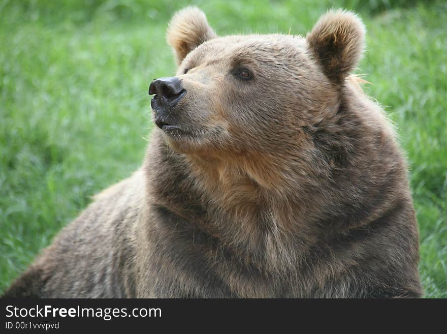 Brown Bear sniffing