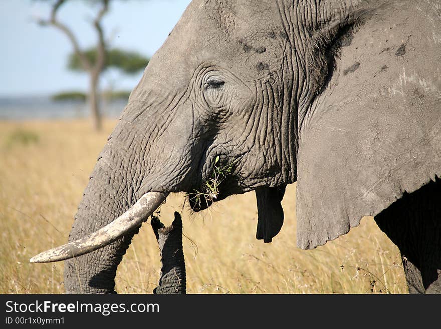 Elephant eating grass in the Masai Mara Reserve (Kenya)