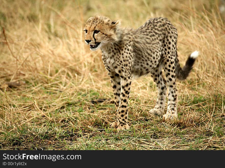 Cheetah cub standing in the grass after a kill in the Masai Mara Reserve in Kenya