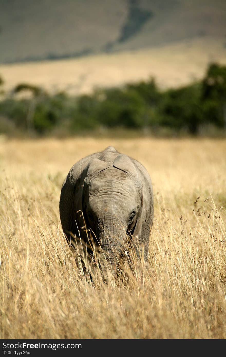 Baby elephant walking through the grass in the Masai Mara Reserve (Kenya)