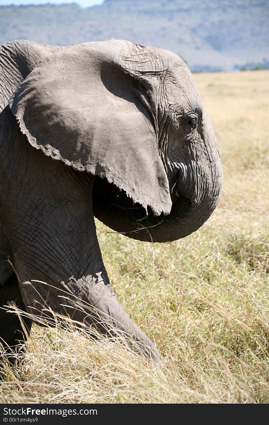 Elephant takes one step forward in the Masai Mara Reserve (Kenya)