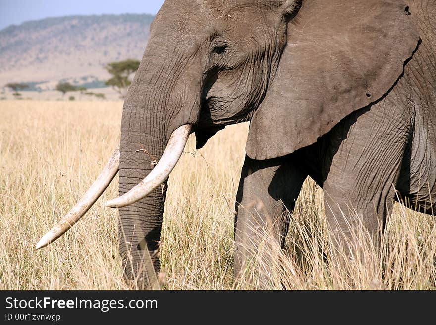 Elephant walks through the grass in the Masai Mara Reserve (Kenya)