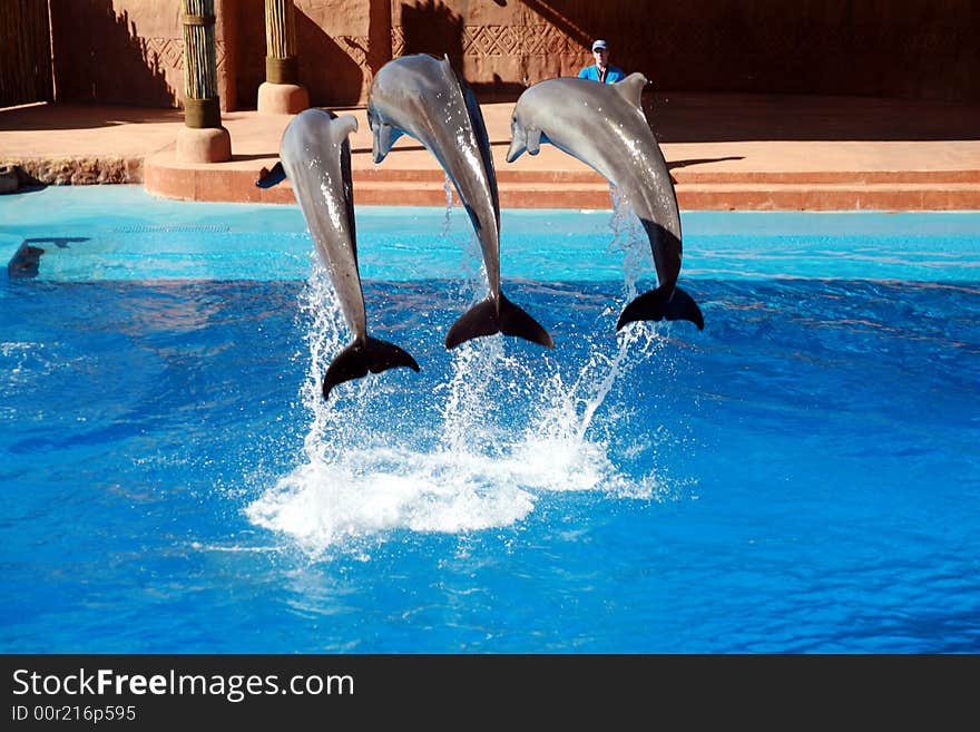 Dolphin jumping