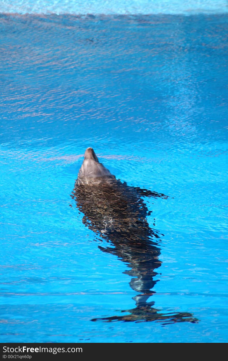 Dolphin silhouetted underwater in an aquarium