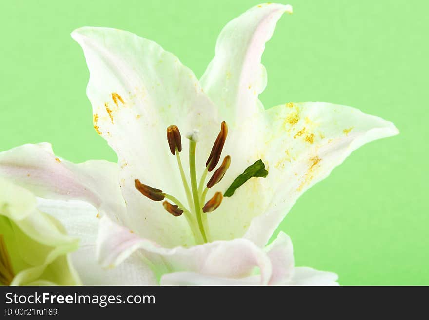 Lily on white towels on green background