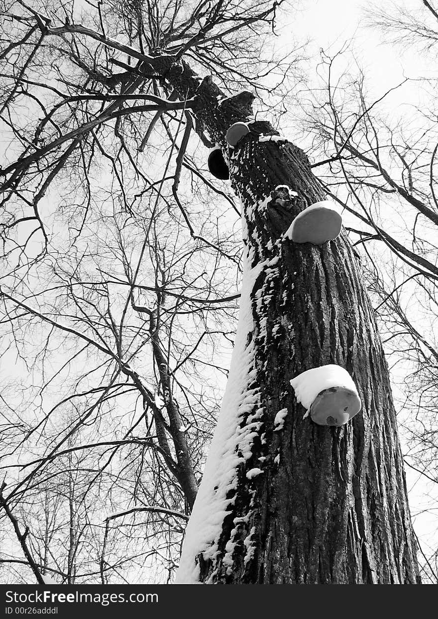 Power old tree in winter forest