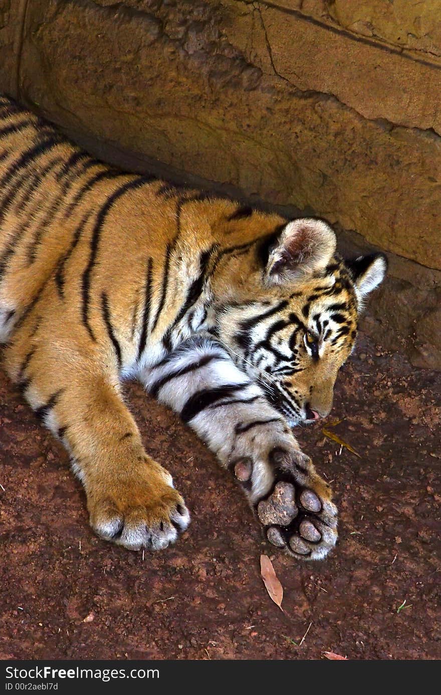 Tiger whelp lays in shadows