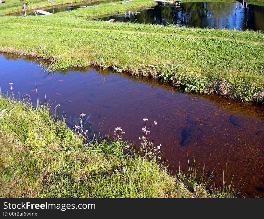 Brook in the meadow