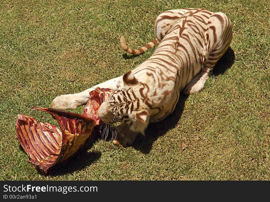 White bengal tiger eating meat