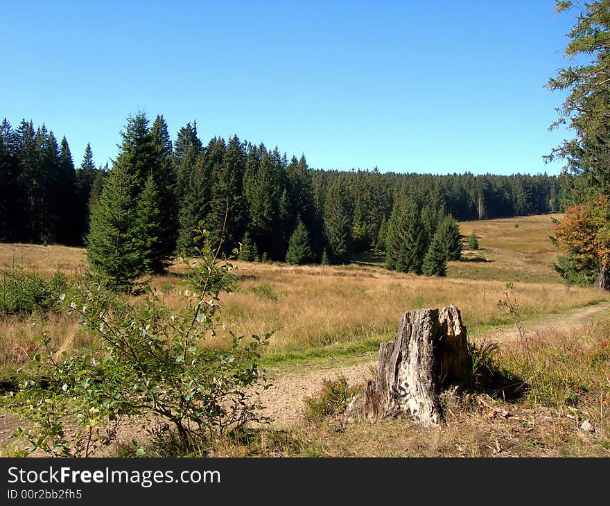 Forest with stump and a mountain road. Forest with stump and a mountain road