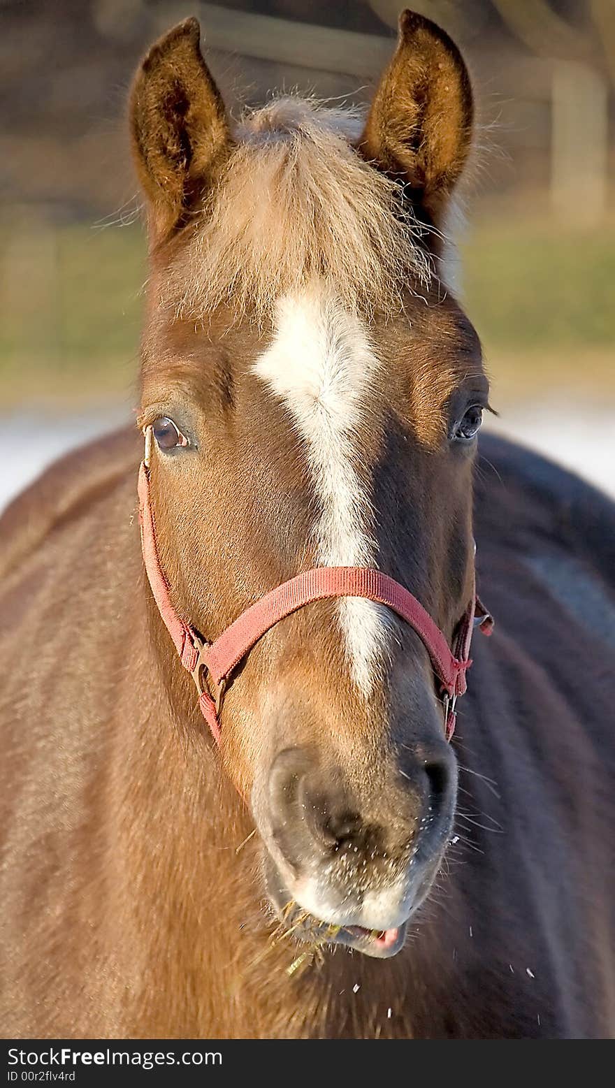 Portrait of nice bay horse. Portrait of nice bay horse