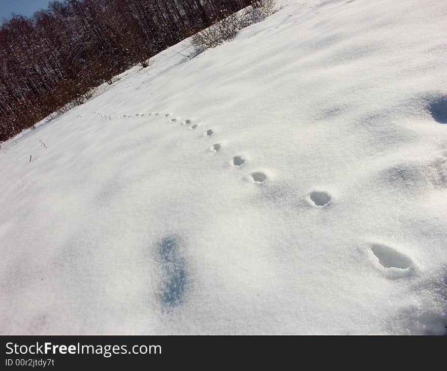 Tracks on the fresh snow which covered meadow fat layer. Tracks on the fresh snow which covered meadow fat layer.