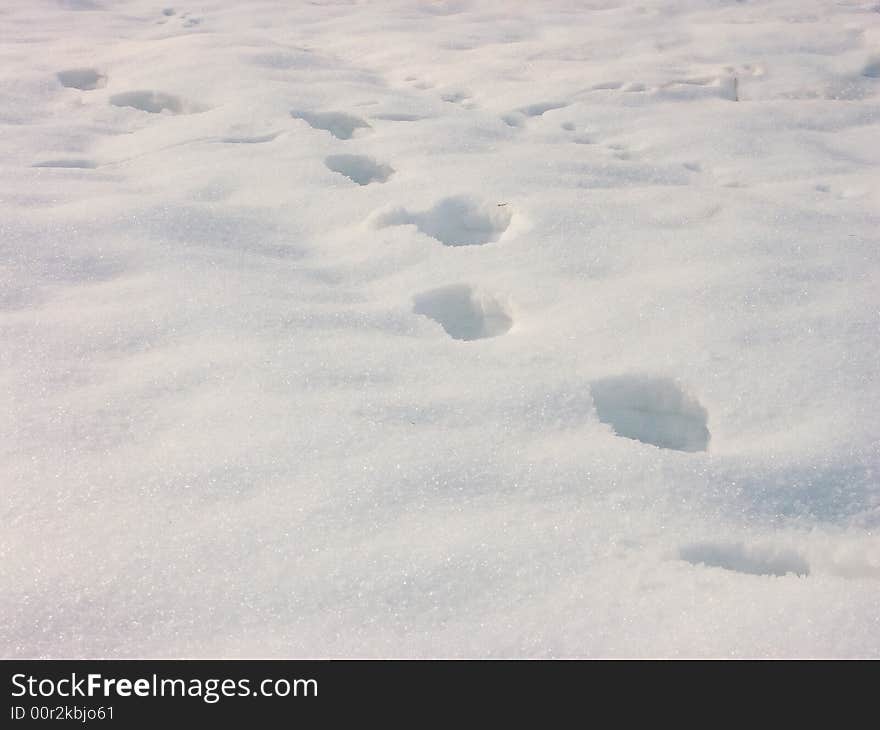 Tracks On The Snow