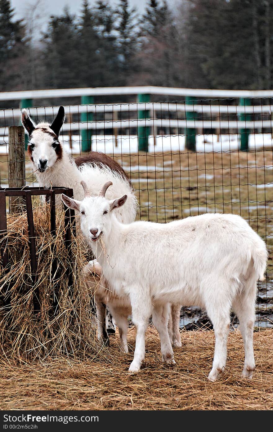 Rural farm with goat and llama