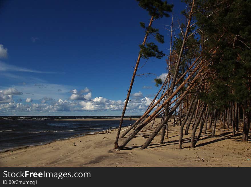 Pines and a sea