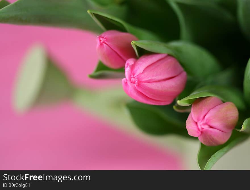 Pink Tulips