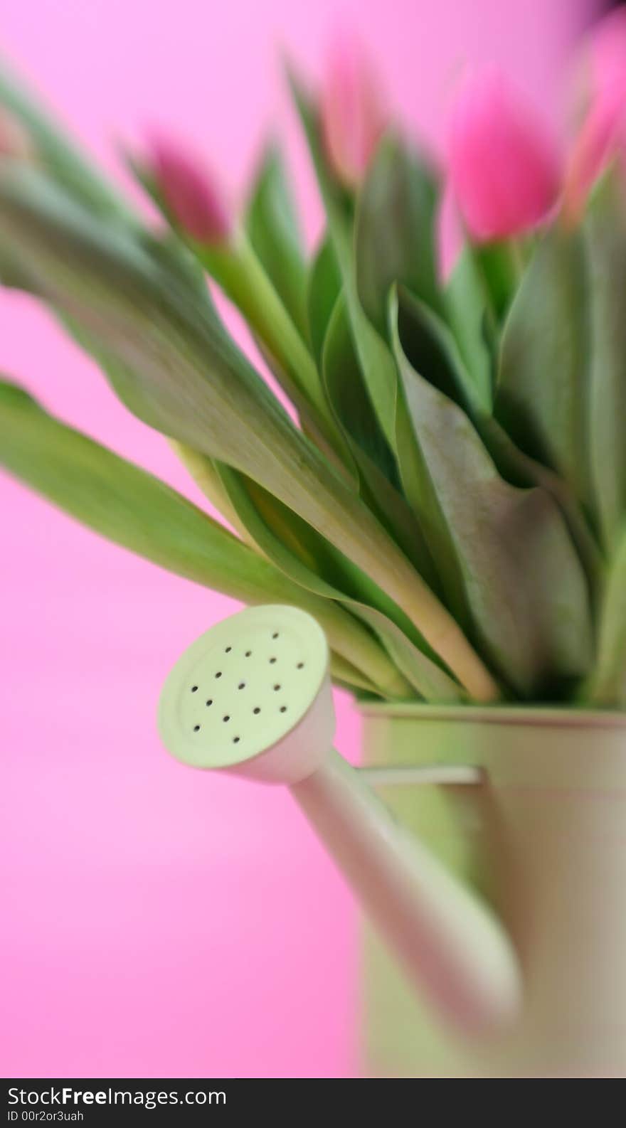 A green watering can full of pink tulips, special focus technique. A green watering can full of pink tulips, special focus technique