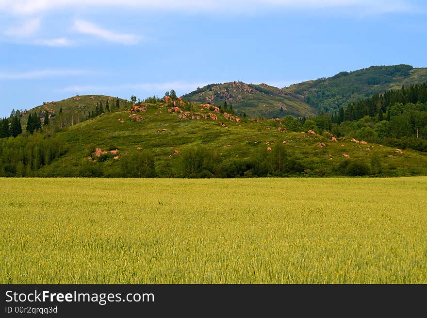 Wheat field