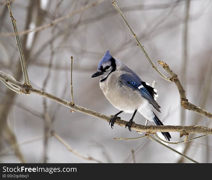 Blue jay perched on a tree branch