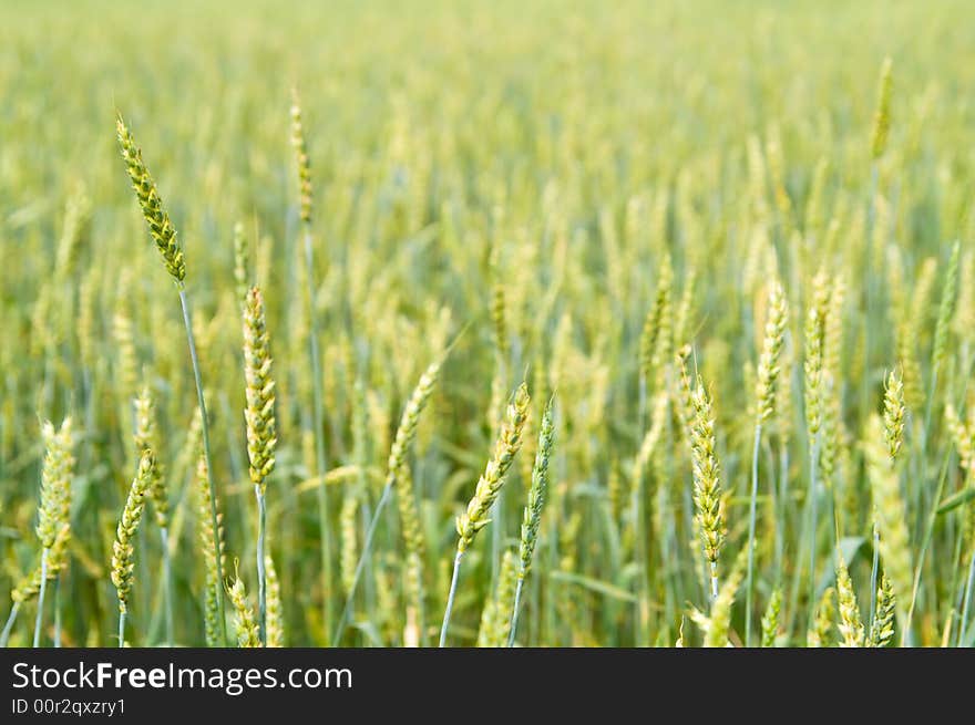 Wheat field