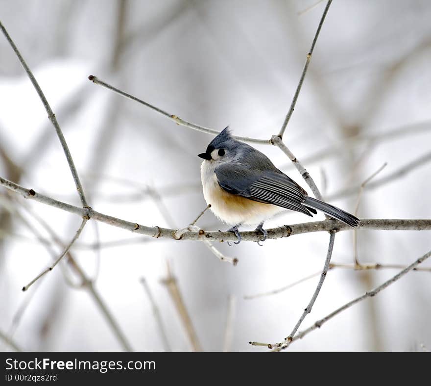 Tufted Titmouse