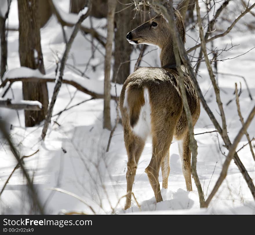 White-tailed deer standing in the snowy woods