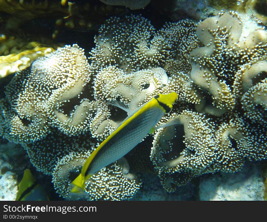 Fish near the coral reaf in read sea. Fish near the coral reaf in read sea.