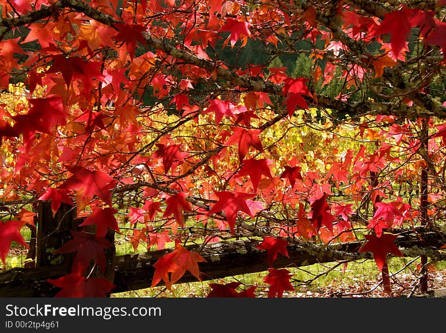 Fall vine colored leafs rust orange fence sunshine. Fall vine colored leafs rust orange fence sunshine